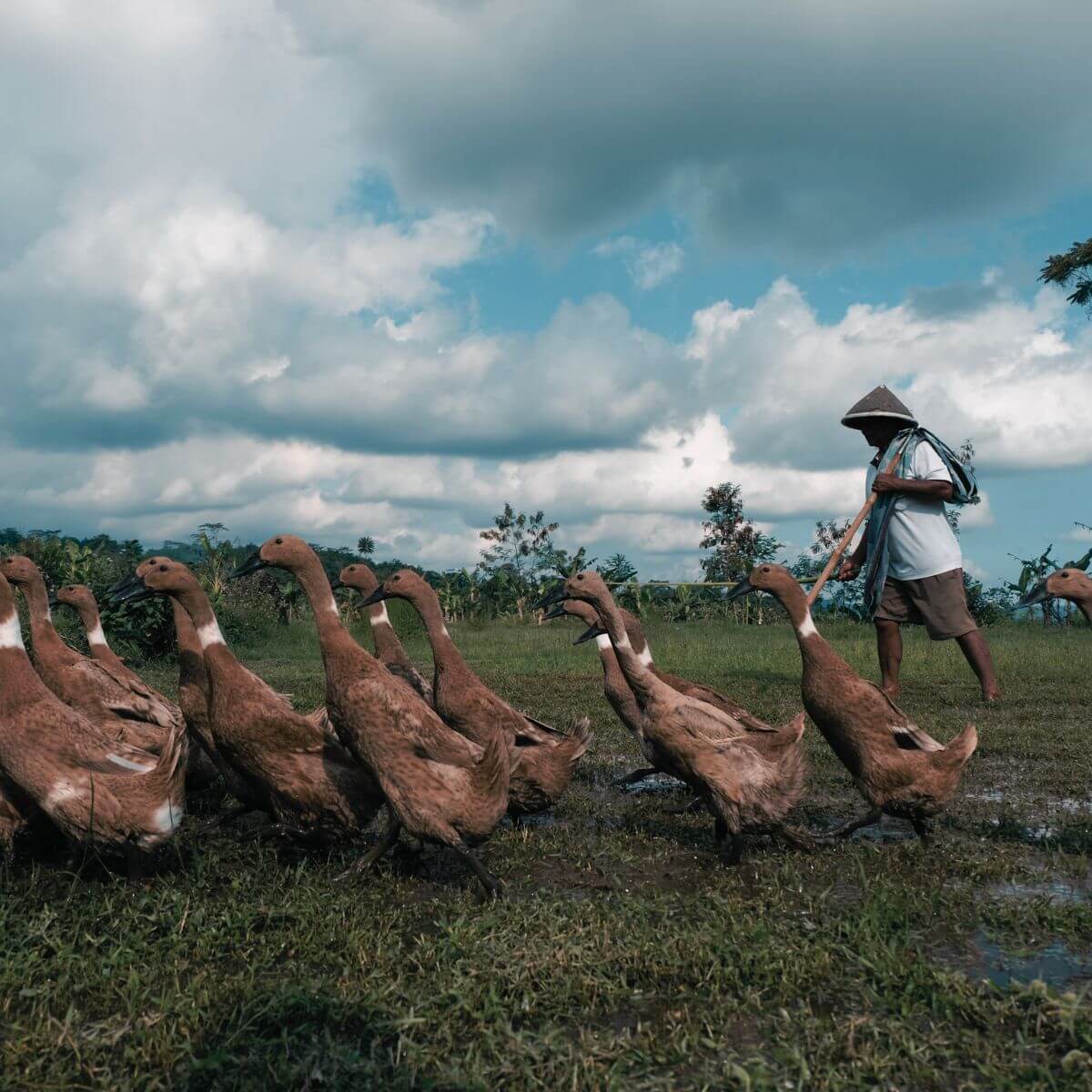 Kaczki biegusy Indian Runner na polach ryżowych na wyspie Ubud, Indonezja.